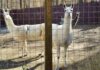 Living Treasures Animal Park