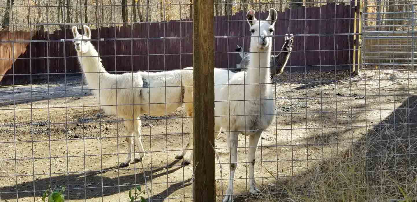 Living Treasures Animal Park