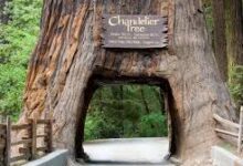Redwood Forest Location
