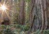 Where Is The Redwood Forest