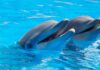 swimming with dolphins Dubai
