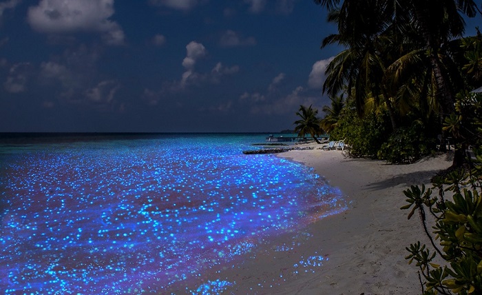 sea of stars maldives