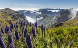 Madeira Island