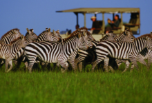 Benson Safaris Tanzania